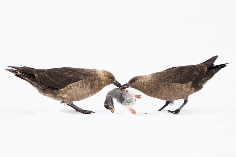 Two brown skuas stand on snow, each grasping a chick or small bird in their beaks, appearing to compete over the prey against a bright, snowy background.