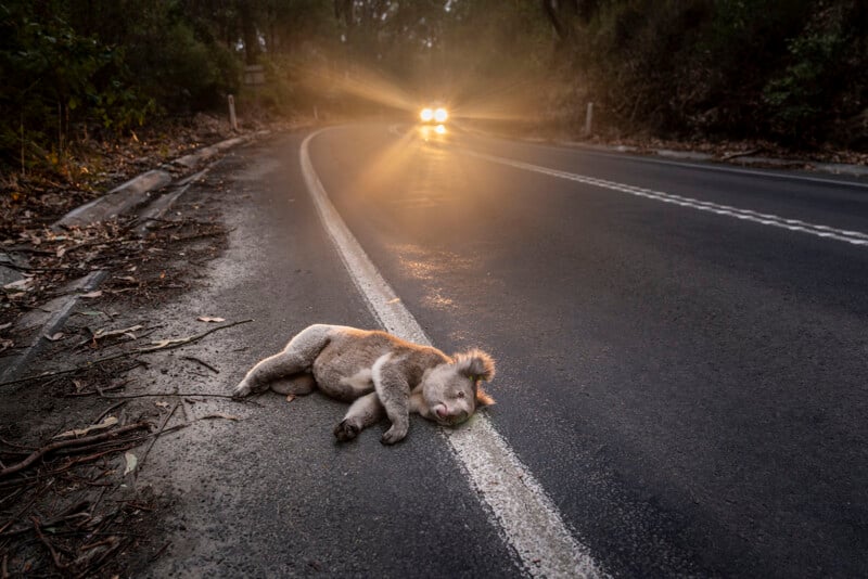 A koala lies motionless on the edge of a paved road at dusk, illuminated by headlights from an approaching car, surrounded by forest.