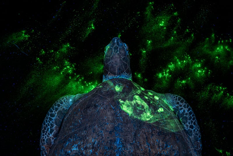 A sea turtle viewed from above glows with green bioluminescence on its shell and fins, floating against a dark, starry background with scattered green light patterns.