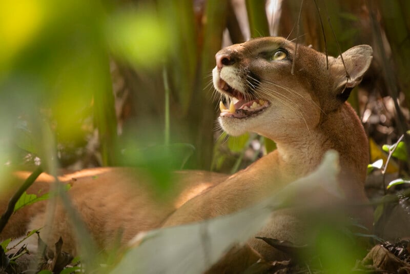 A Florida panther lies on the ground amid dense foliage, looking upward with its mouth slightly open, revealing its teeth. Sunlight filters through the leaves, casting dappled light on its face and fur.