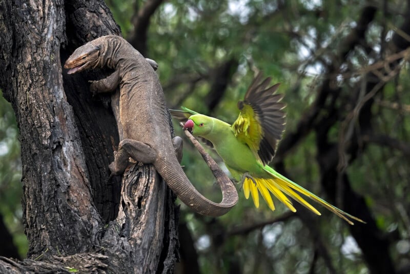 A green parrot with yellow tail feathers and open wings pecks at the tail of a large lizard climbing a tree trunk, with lush green foliage in the background.