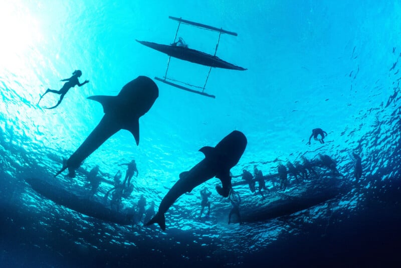 Underwater view of two large whale sharks swimming near the surface, with silhouettes of people swimming and snorkeling above and around them and an outrigger boat floating above in clear blue water.