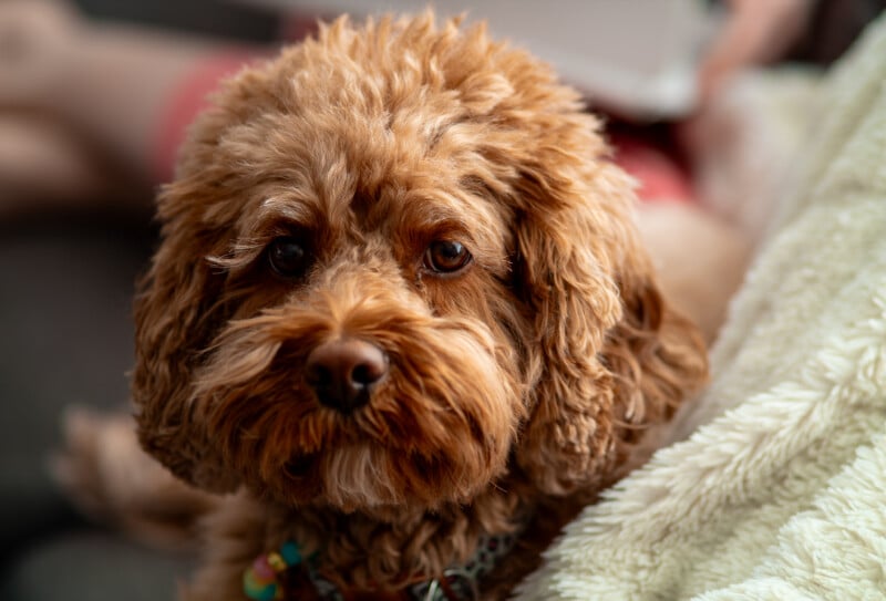 A fluffy brown dog with curly fur looks directly at the camera while resting on a light-colored blanket. The background is softly blurred, showing part of a person and some furniture.