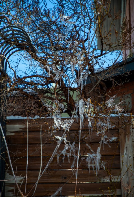 Icicles hang from the branches of a leafless tree in front of a wooden fence, with a clear blue sky and parts of buildings visible in the background.