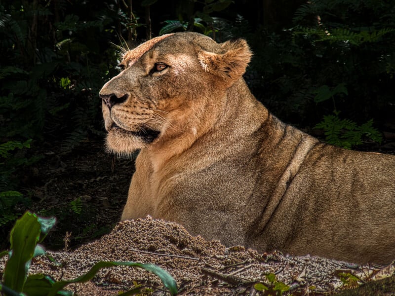A lioness lies on the ground in a shaded forest area, her golden fur illuminated by sunlight as she gazes attentively to the left. Lush green plants and shadows surround her.