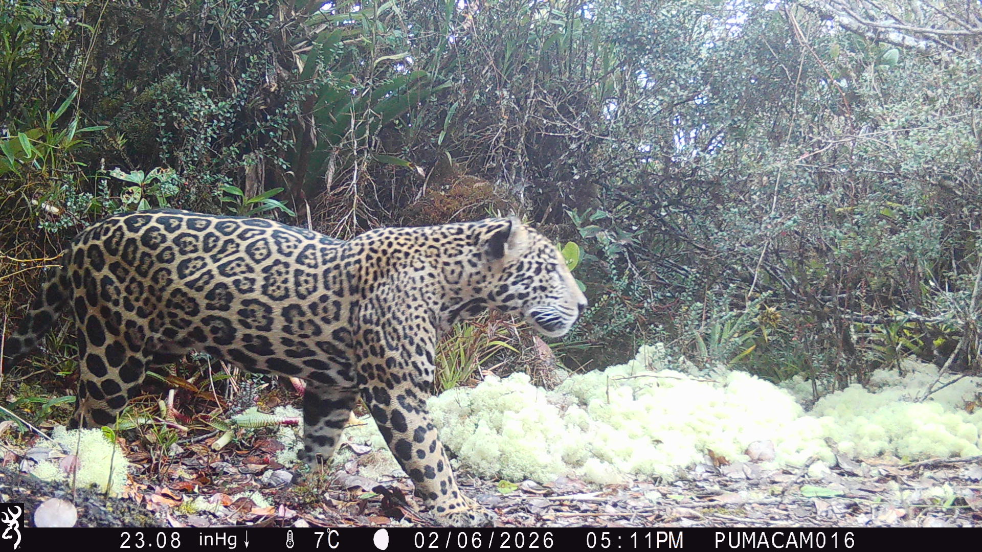 Remote Cameras Capture ‘Cloud Jaguar’ in Honduras for First Time in a ...