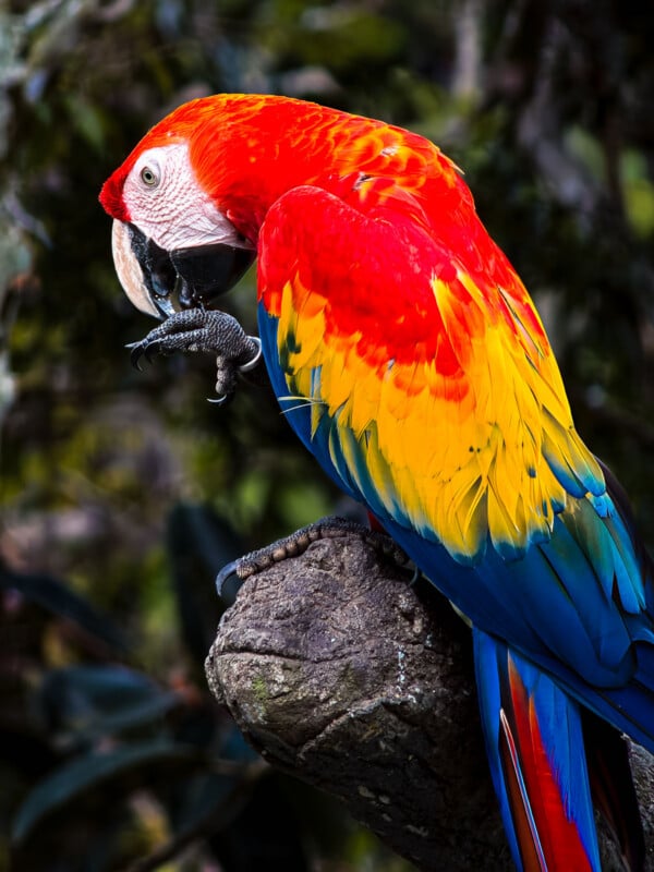 A vibrant scarlet macaw with red, yellow, and blue feathers perches on a tree branch, holding food in its claw against a blurred green forest background.