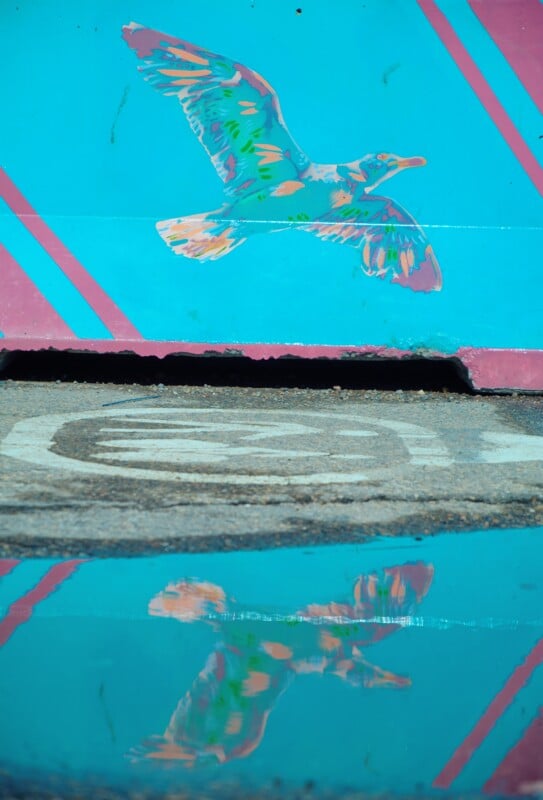 A colorful mural of a flying bird on a turquoise wall with pink stripes is reflected in a puddle on the ground below.