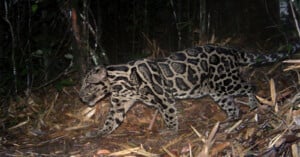 A clouded leopard with distinctive dark cloud-like markings walks through a forest at night, surrounded by leaf litter and dense vegetation.