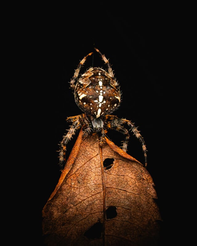 A close-up of a brown and white patterned spider perched on a dry, brown leaf with holes, set against a solid black background.