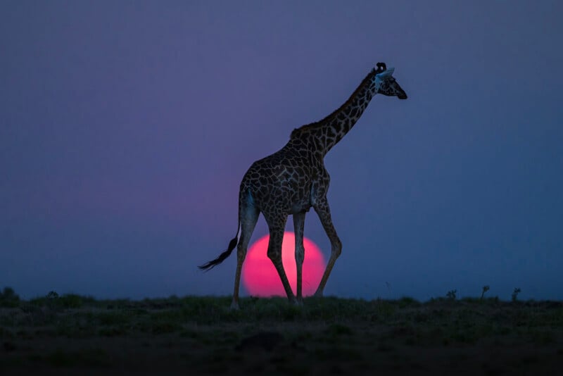 A giraffe walks across a grassy plain at dusk, silhouetted against a vibrant pink sun setting on the horizon with a deep blue sky in the background.