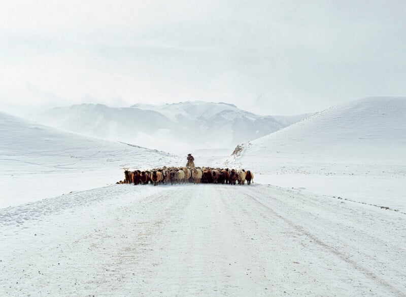A shepherd leads a flock of sheep along a snow-covered road, surrounded by white hills and distant mountains under a cloudy sky.