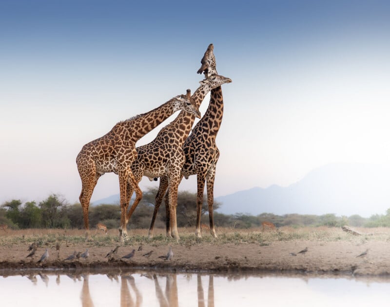 Two giraffes stand close together near a waterhole in a savanna landscape, with several birds on the ground and antelope grazing in the background. The sky is clear with a soft gradient from blue to white.