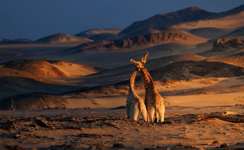 Two giraffes stand close together in a sunlit desert landscape with rolling sandy hills and rocky outcrops in the background under a dark sky.