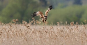 A large bird of prey with outstretched wings hovers above tall, golden reeds in a field, with a blurred green background suggesting trees or vegetation.