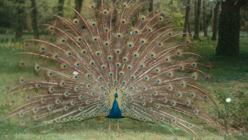 A peacock stands on grass in a wooded area, displaying its vibrant tail feathers in a full fan, showcasing blue and green eye-like patterns.