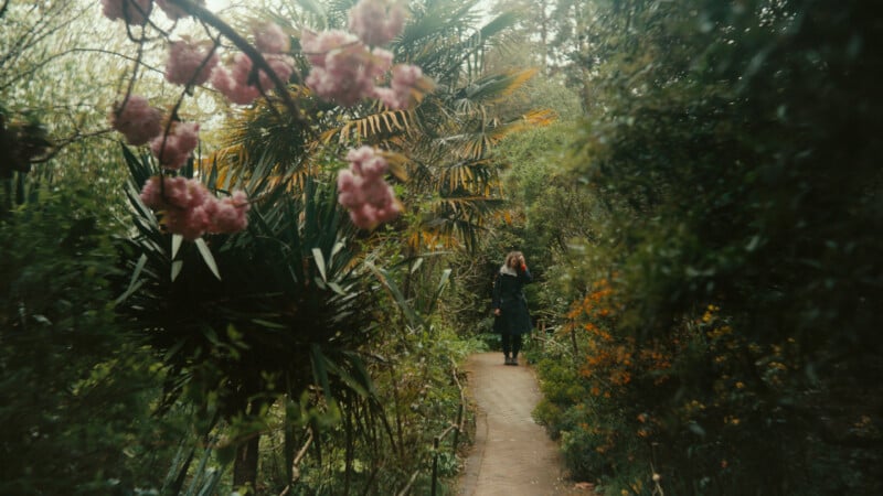 A person with long hair walks along a narrow path surrounded by lush greenery and blooming pink flowers in a dense, tropical garden.