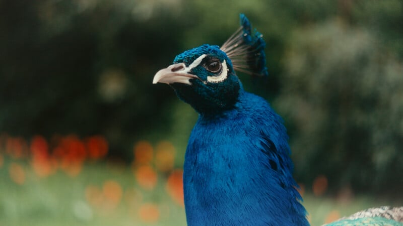 A close-up of a peacock with vibrant blue feathers and a crest on its head, standing in front of a blurred background with green foliage and red-orange flowers.