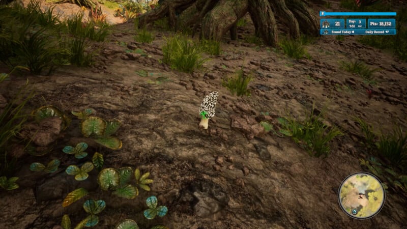 A digital game screenshot shows a morel mushroom growing on a rocky, earthy ground with sparse grass and plants. Tree roots are visible in the background, and a game interface is displayed in the top right corner.