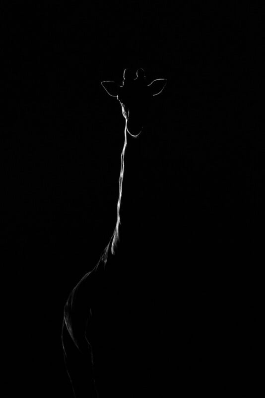 A giraffe is shown in silhouette against a black background, with only the edges of its neck and head highlighted by light, creating a dramatic and minimalist effect.