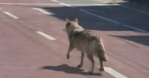 A lone wolf walks across a sunlit, empty street with faded white lane markings, casting a shadow on the pavement.