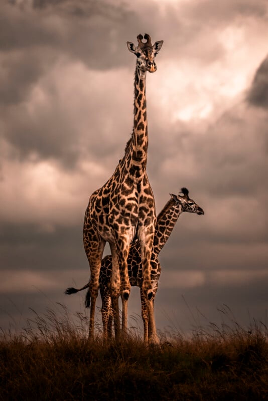 Two giraffes, one adult and one juvenile, stand closely together on grassy terrain under a dramatic, cloudy sky, with tall grass gently blowing in the foreground.