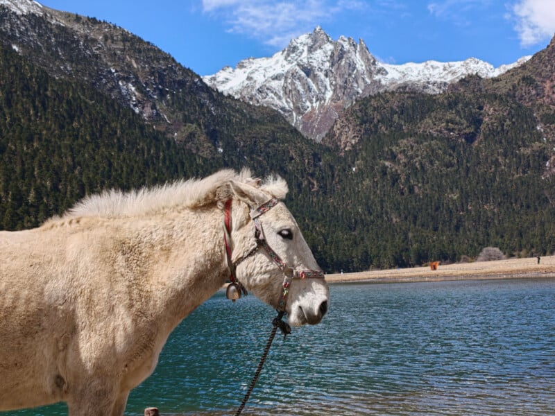 A light-colored horse with a bridle stands by a blue lake, with green forest and snow-capped mountains in the background under a partly cloudy sky.