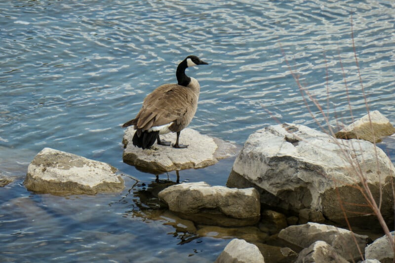 A Canada goose stands on a flat rock surrounded by water and other large rocks, looking out over a rippling river or lake.