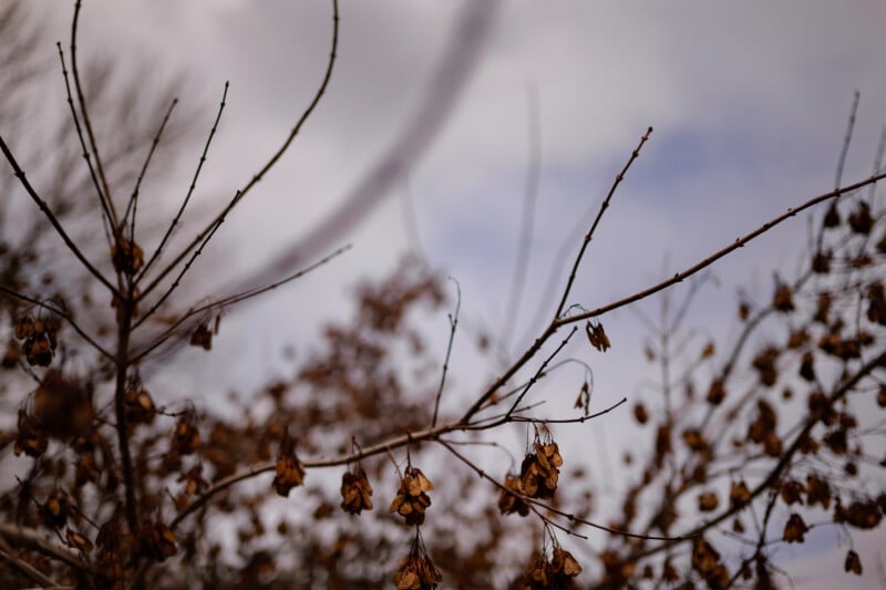 Bare tree branches with clusters of dried, brown leaves and seed pods set against a cloudy sky, giving a moody, late autumn or winter atmosphere.