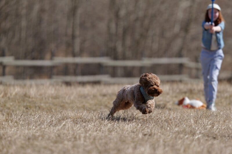 A curly-haired dog runs energetically across a grassy field while a person in the background, holding a blue stick, plays with another dog. The scene is outdoors with a wooden fence and trees visible.