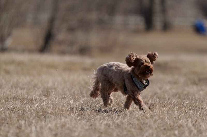 A small, curly-haired brown dog runs joyfully across a dry grassy field, its ears flapping and mouth open with a ball inside. The background is blurred, suggesting motion and an outdoor setting.