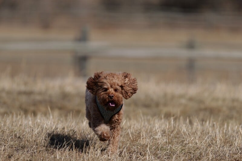 A brown curly-haired dog runs through a dry grassy field with its ears flapping and tongue out, wearing a patterned collar. A blurred wooden fence is visible in the background.