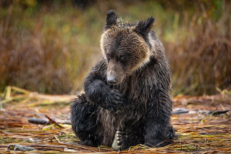 A wet brown bear sits on the ground in the rain, surrounded by dry grass and plants, holding one paw up to its mouth as if licking or grooming it.
