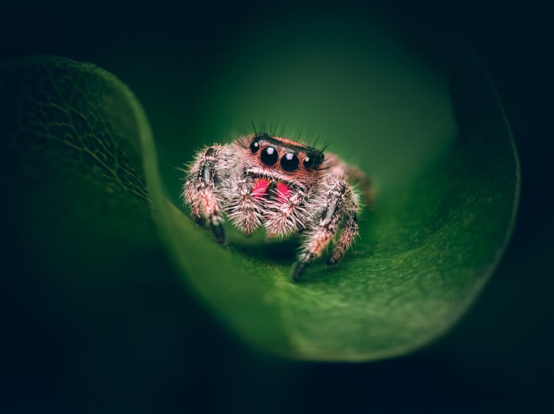 A close-up view of a fuzzy jumping spider with large black eyes and red markings, sitting on a green leaf, surrounded by a blurred green background.
