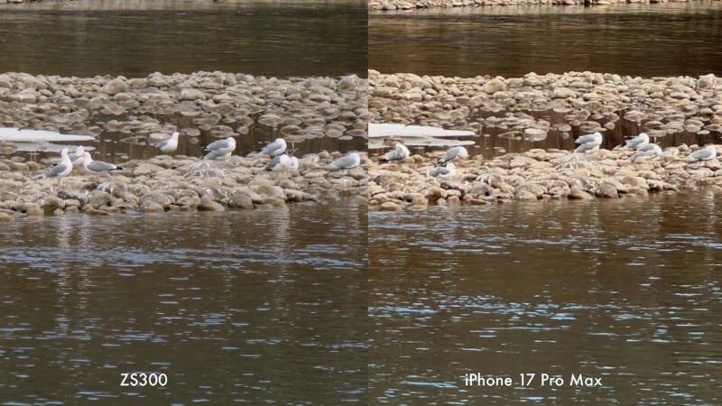 Side-by-side comparison of two cameras, ZS300 and iPhone 17 Pro Max, showing seagulls standing on rocks beside a calm river, with reflections on the water and some ice patches visible.