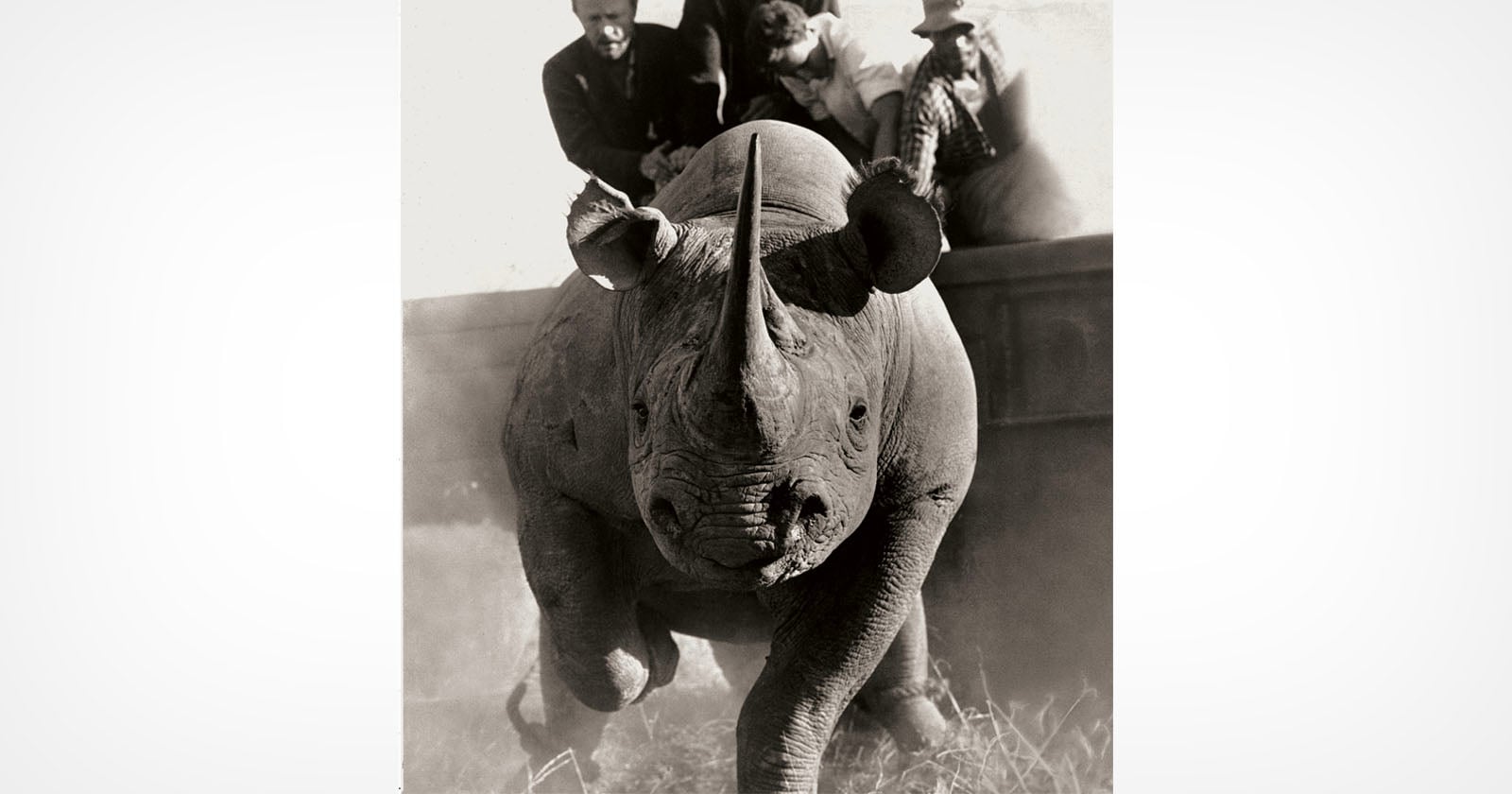 A black rhinoceros runs toward the camera as three people lean over a wall behind it, watching and appearing startled. Dust swirls around the rhino's feet.