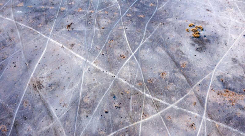 Aerial view of a barren, grayish landscape crisscrossed by thin, white lines with scattered brownish rocks and a single animal walking near the top left.