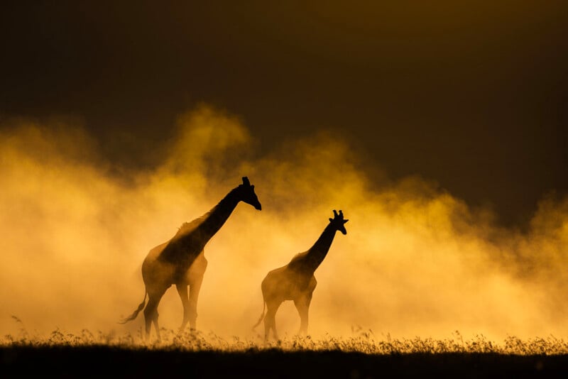 Two giraffes are silhouetted against a golden, smoky background, standing on grassy ground with warm sunlight creating a dramatic and atmospheric scene.