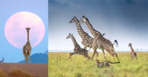 On the left, a giraffe stands in front of a large full moon. On the right, five giraffes walk and run through grassy plains, with a cheetah lying in the grass nearby under a cloudy sky.