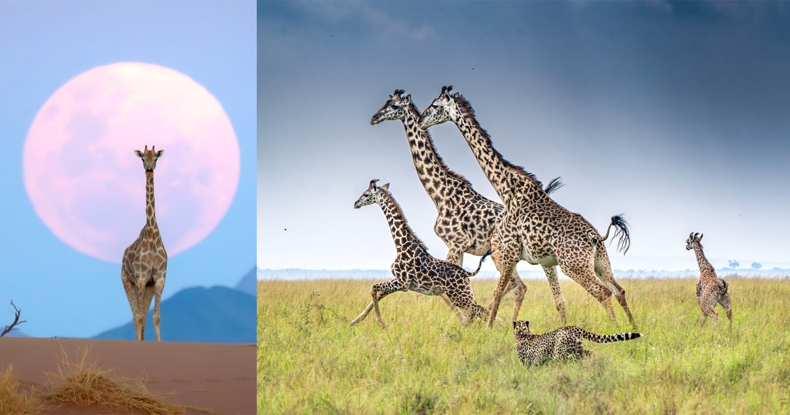On the left, a giraffe stands in front of a large full moon. On the right, five giraffes walk and run through grassy plains, with a cheetah lying in the grass nearby under a cloudy sky.