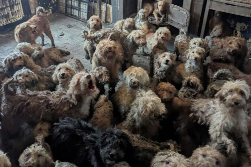 Un gran grupo de perros sucios y desordenados se apiñan en una habitación oscura y desordenada con paredes y pisos desgastados y manchados, mirando a la cámara.