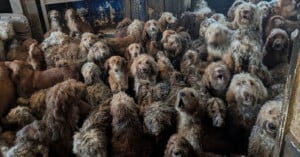 A large group of curly-haired dogs crowded closely together in a dimly lit, confined space, many looking towards the camera with anxious expressions. The surroundings appear dirty and overcrowded.