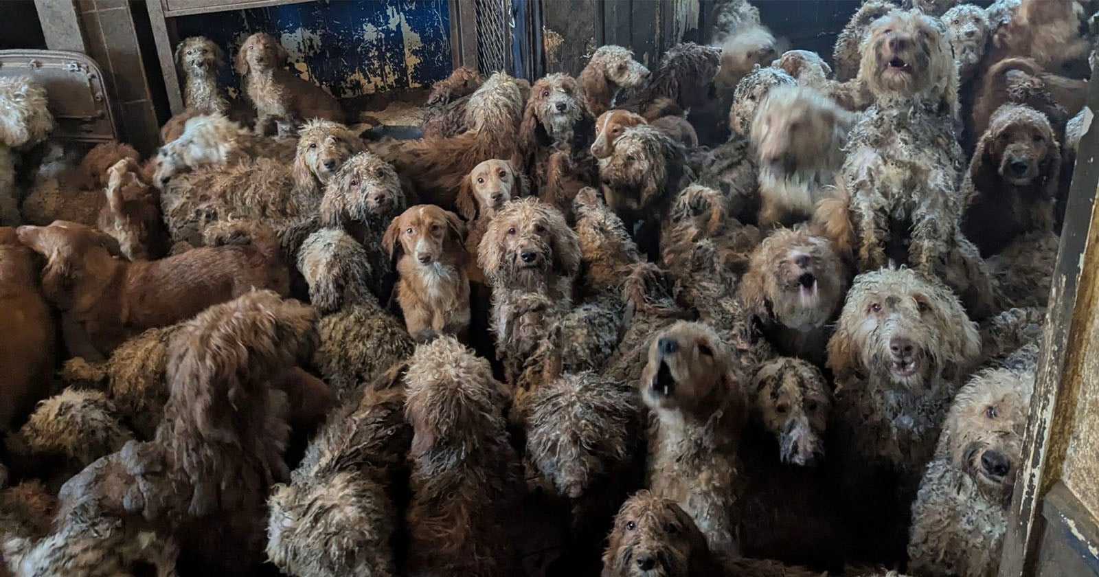 A large group of curly-haired dogs crowded closely together in a dimly lit, confined space, many looking towards the camera with anxious expressions. The surroundings appear dirty and overcrowded.