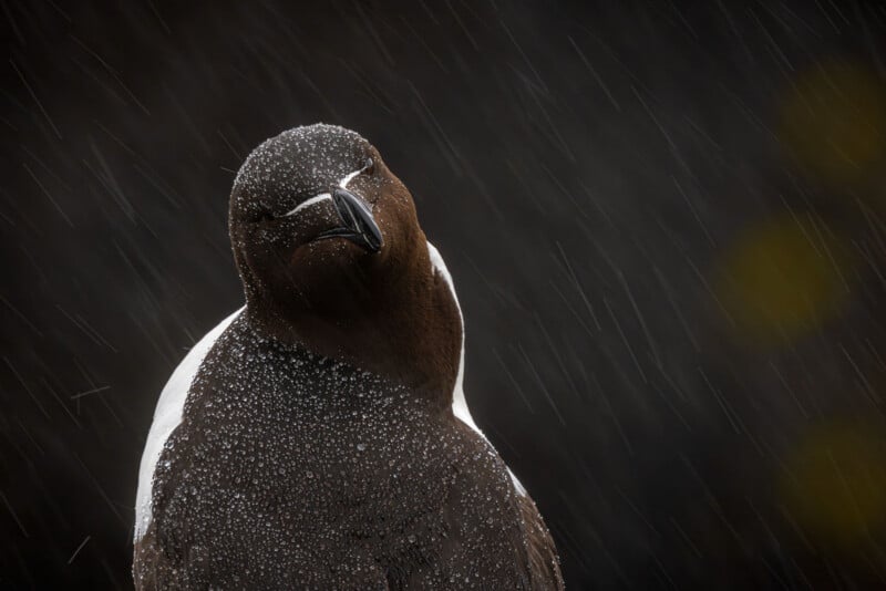 A close-up of a razorbill bird with its head tilted, covered in water droplets, as rain falls against a dark background.