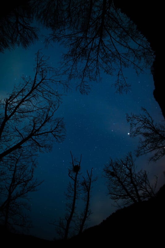 Las ramas desnudas enmarcaban el oscuro y estrellado cielo nocturno. Las siluetas de los árboles contrastan con el cielo azul profundo, donde se ven innumerables estrellas, creando una escena boscosa pacífica y misteriosa.