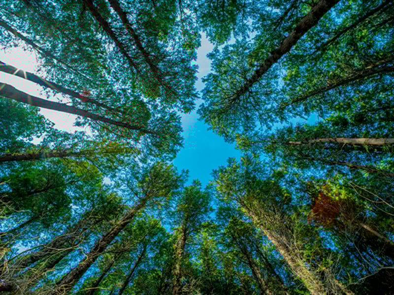 Mirando hacia abajo, los árboles altos tienen hojas verdes y sus troncos se extienden hacia arriba, formando un círculo con un cielo azul en el medio. La luz del sol se filtra a través de las hojas, creando una escena vibrante y pacífica.