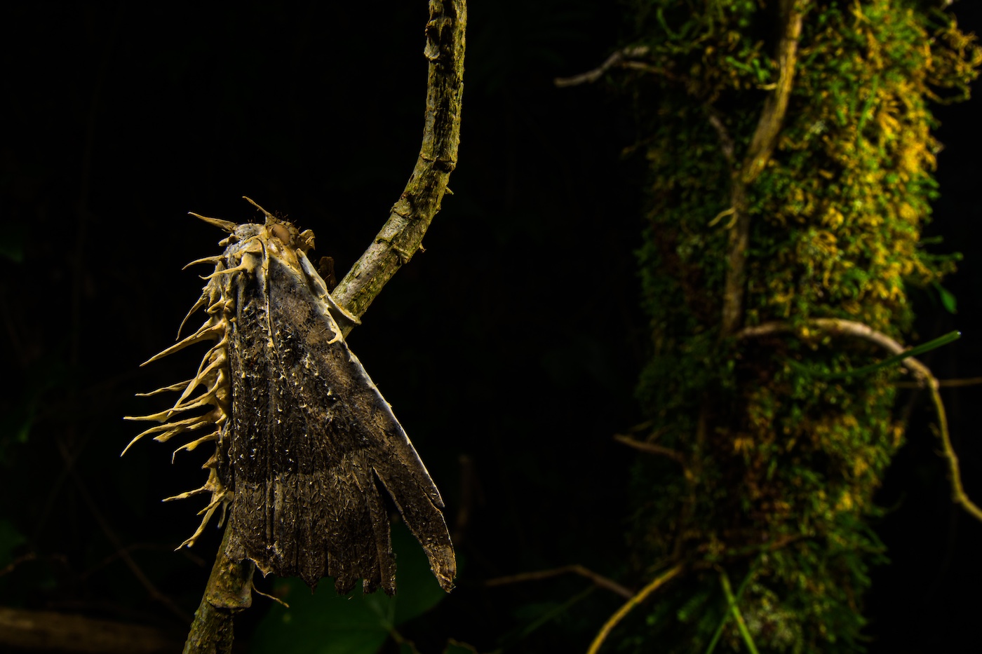 Powerful Photo Competition Focuses on Nature's Death and Decay | PetaPixel