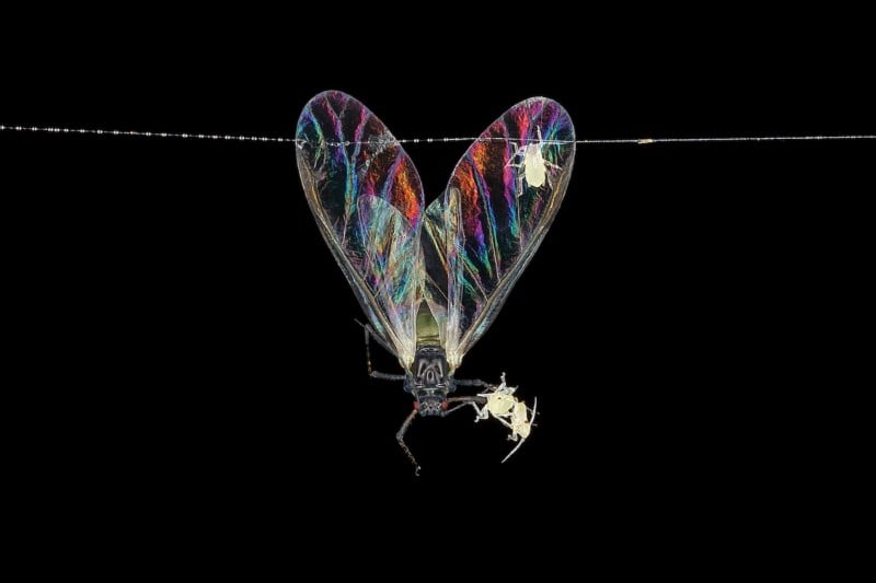 A close-up of an insect with iridescent, heart-shaped wings hanging upside down from a thin thread against a black background, with two smaller insects nearby.