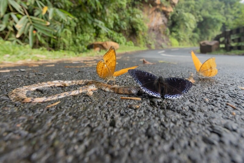 Several butterflies, including bright orange and dark blue ones, rest on a dead snake lying on a wet, winding road surrounded by lush green vegetation.