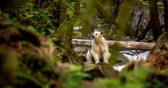 A light-colored bear sits on a mossy rock in a lush, green forest with a stream and fallen log in the background, surrounded by trees and foliage.